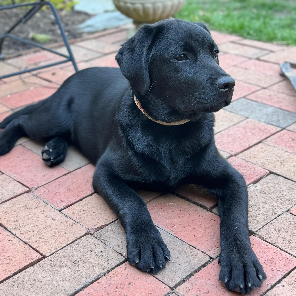 Cooper